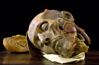 Modelo anatómico de la cabeza de un anciano